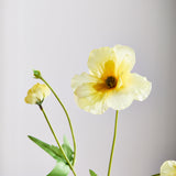 Butterfly Ranunculus - Butter Yellow