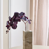 Butterfly Orchid - Black/Purple
