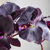 Butterfly Orchid - Black/Purple