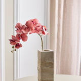 Butterfly Orchid - Autumn Pink