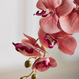 Butterfly Orchid - Autumn Pink