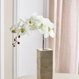 Butterfly Orchid - White