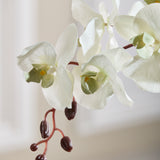 Butterfly Orchid - White