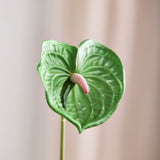 Small Anthurium Flower - Dark Green