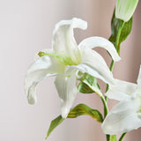 Lily Flower - White