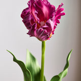 Monet Parrot Tulip - Purple