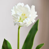 Monet Parrot Tulip - White