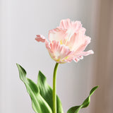 Monet Parrot Tulip - Pink