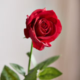 Long Stem Rose - Red
