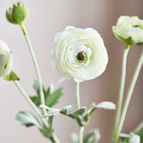 6-Headed Ranunculus - White