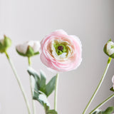 6-Headed Ranunculus - Light Pink