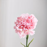 Carnation Flower "Real touch" Light Pink