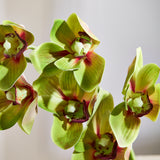Cymbidium - Green