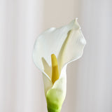 Calla Lily Flower - White