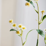 Chamomile Daisy Flowers - White