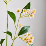 Chamomile Daisy Flowers - Pink