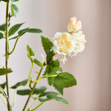 18 heads Rose - Champagne