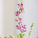 Salvia Flower - Purple
