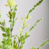 Salvia Flower - Yellow