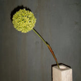 Allium Ball Flower Green