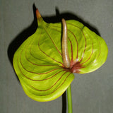 Large Heart Shaped Flamingo Anthurium - Green/Pink