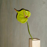 Large Heart Shaped Flamingo Anthurium - Green/Pink