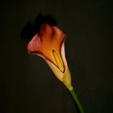 Calla Lily Flower - Orange