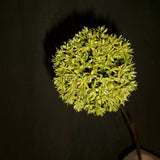 Allium Ball Flower Green