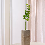 Bells of Ireland Flower – Airy