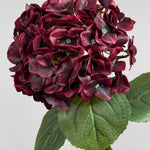Luksus Hortensia - Dyb Bordeaux close-up