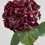 Luksus Hortensia - Dyb Bordeaux close-up