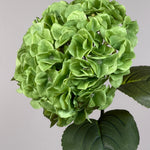 Luksus Hortensia - Grøn close-up