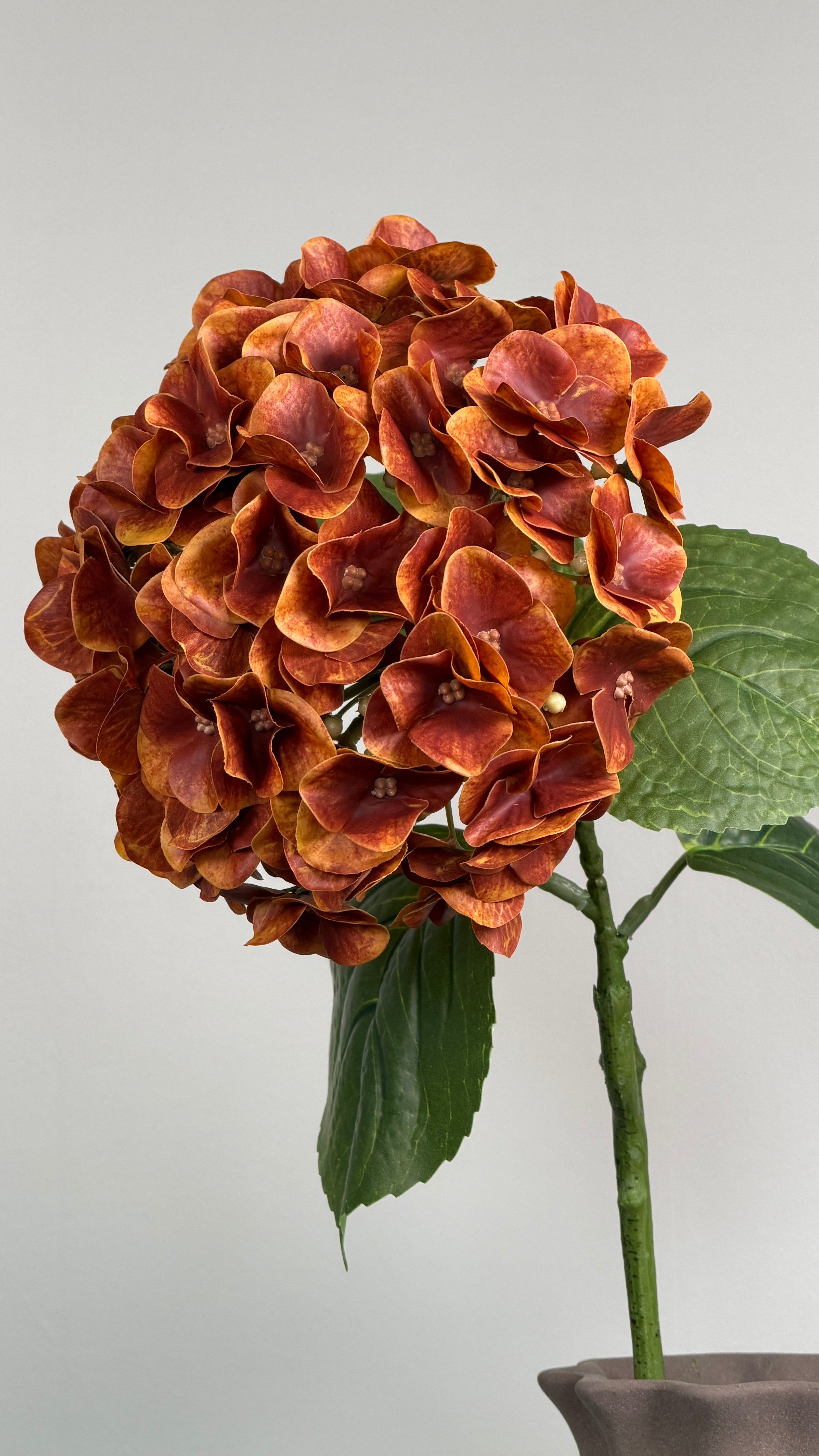 Luksus Hortensia - Kobber close-up