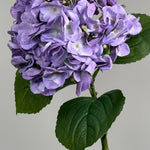 Luksus Hortensia - Lavendel close-up