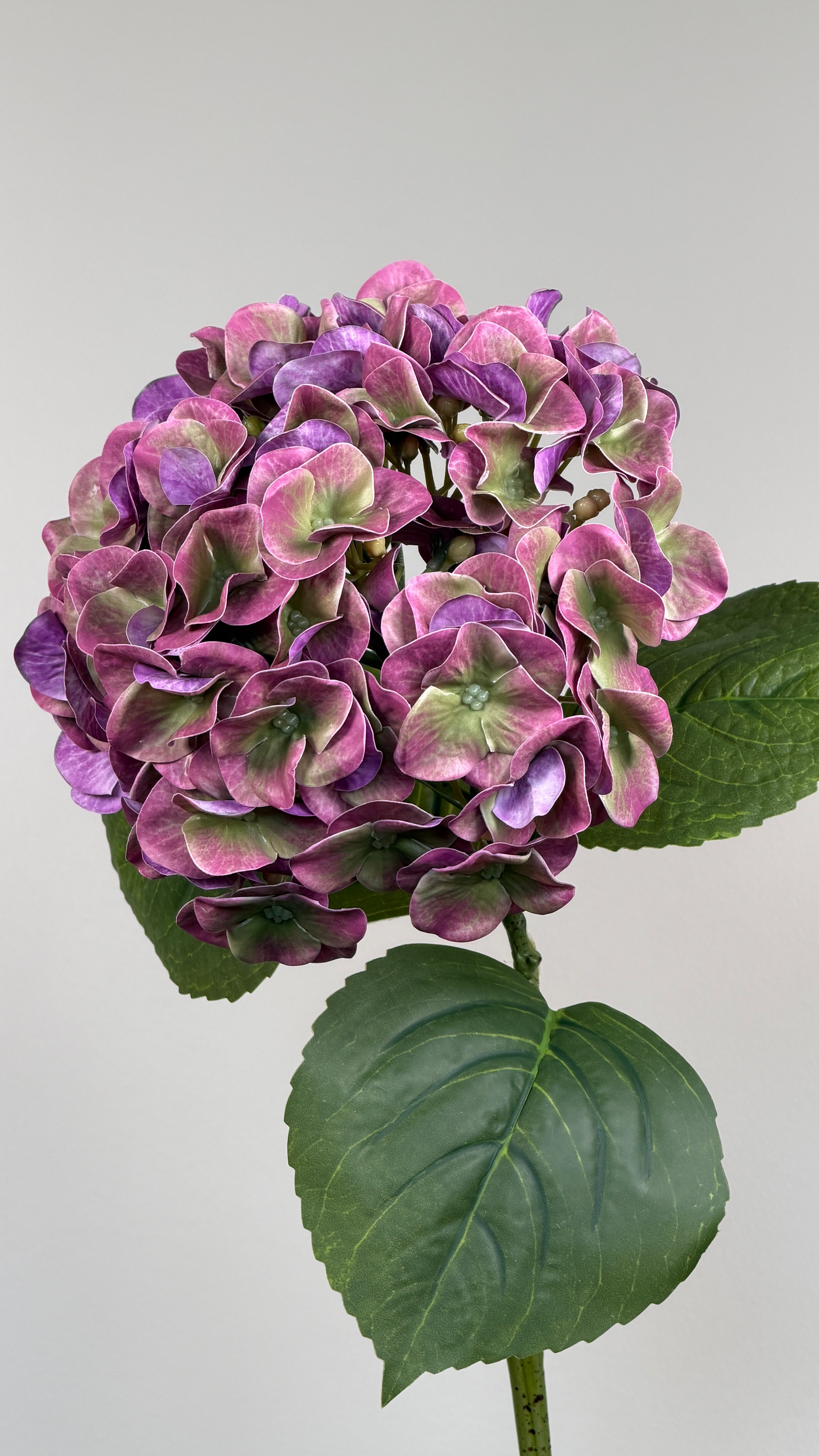 Luksus Hortensia - Lilla/Lysegrøn close-up