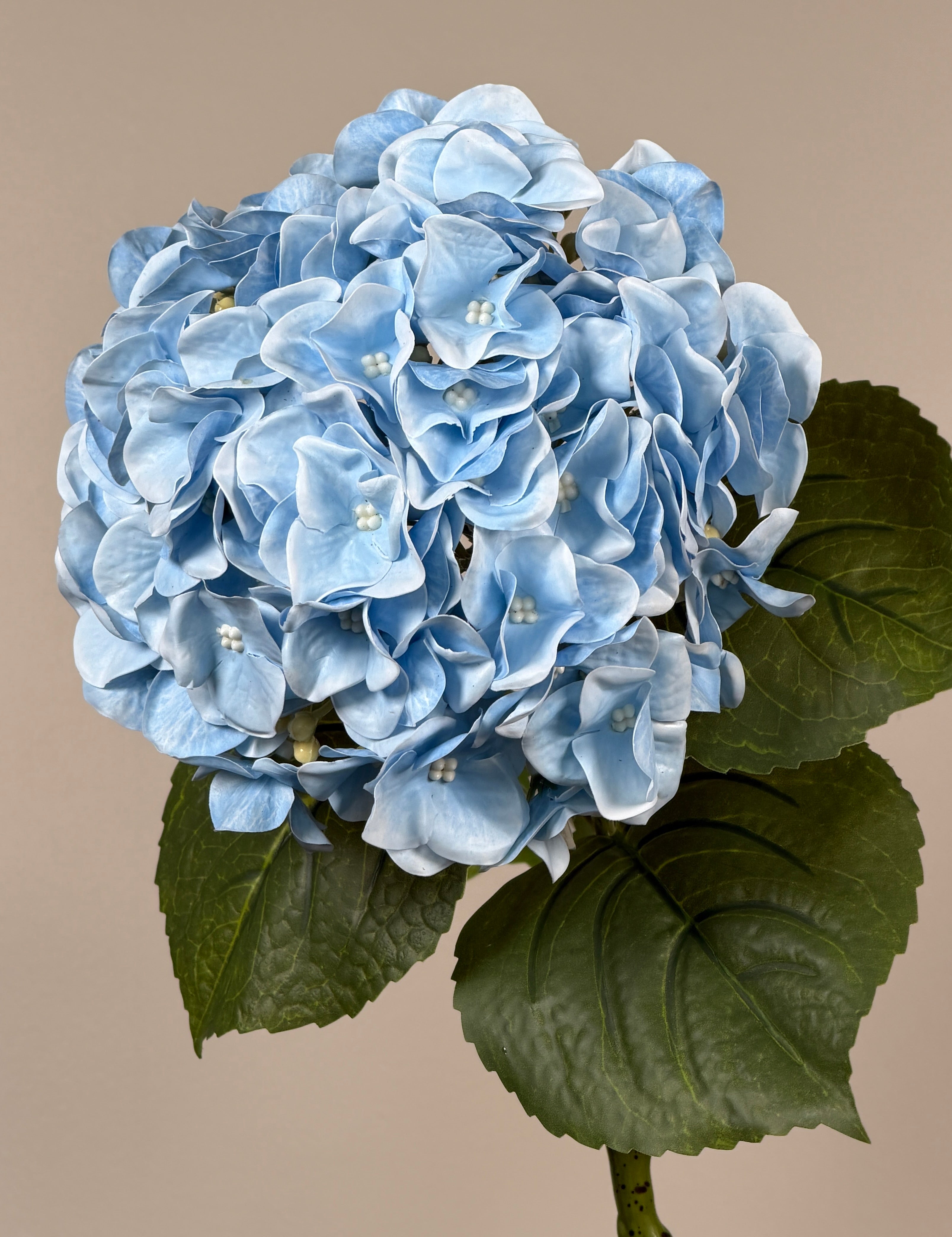 Luksus Hortensia - Lyseblå close-up