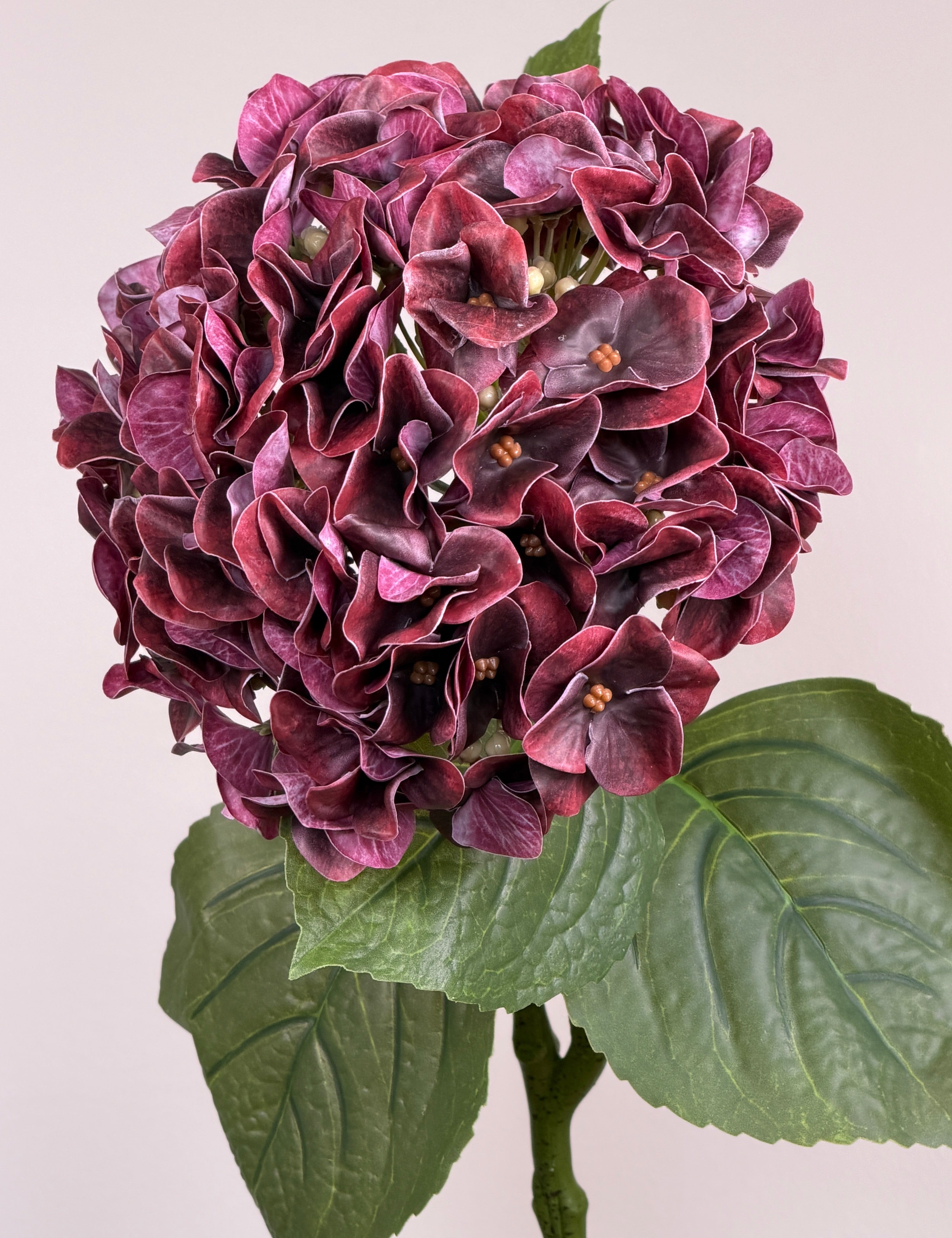 Luksus Hortensia - Støvet Bordeaux close-up