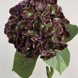 Luksus Hortensia - Støvet Lilla/Grøn close-up