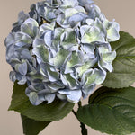 Luksus Hortensia - Støvet Lyseblå close-up