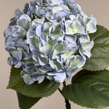 Luksus Hortensia - Støvet Lyseblå close-up