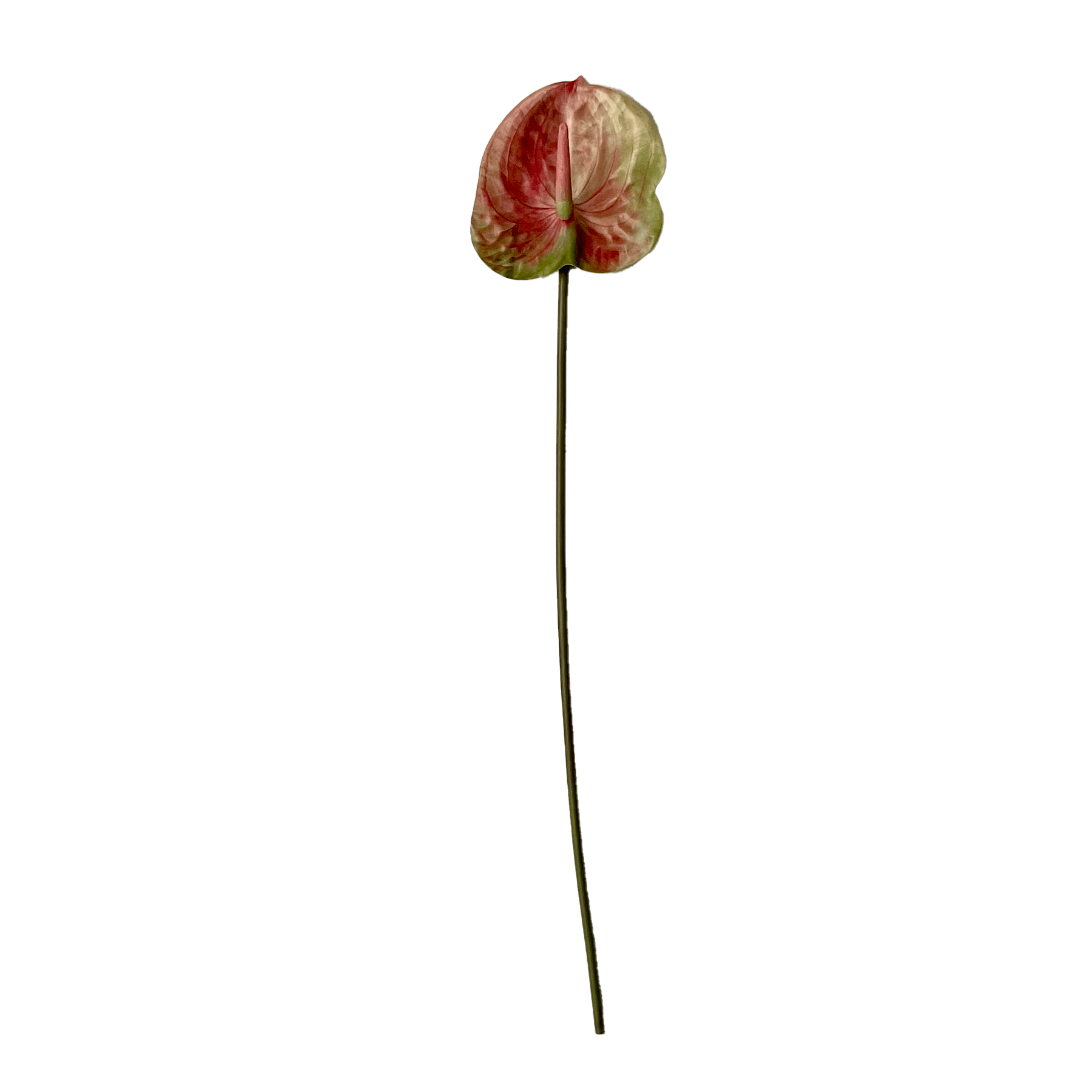 Anthurium Flower